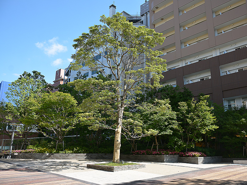 パワータワー滝野川 植栽