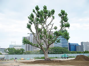 植付完了